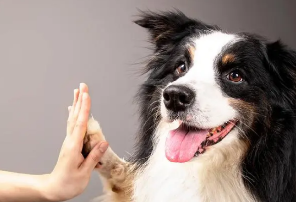 Ranking of dog breeds with the highest IQ
