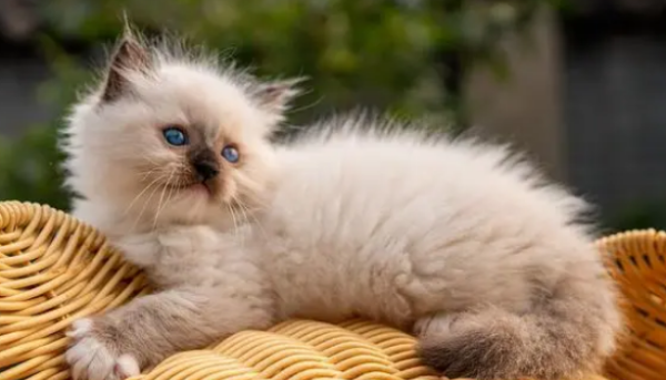 Five types of cats who are 