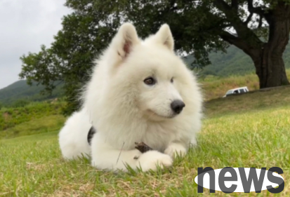 A large inventory of Internet celebrity dogs: Do you have the same cute pets in your family?