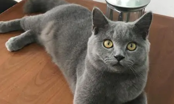 Take a look at common breeds of cats.