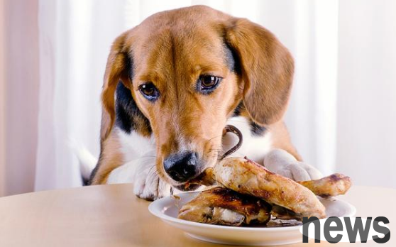 The reason why dogs like to hide food has been found