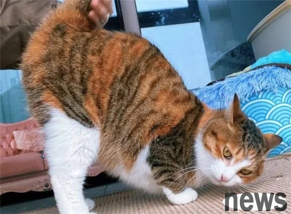 Analyzing the 16 behaviors of cats, let’s see which ones are in your home?