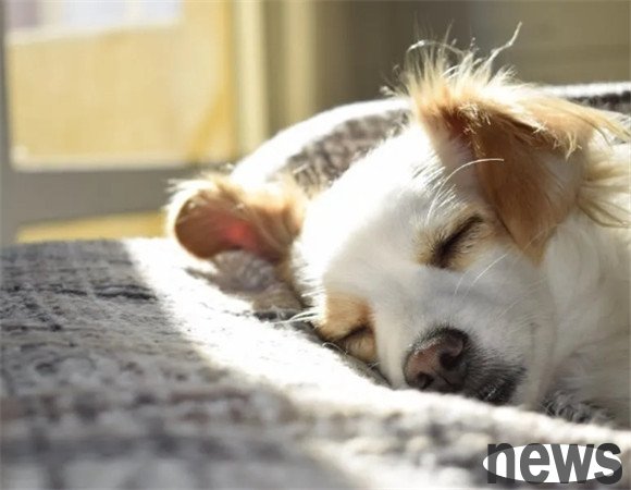 What should I do if my dog ​​is possessive?