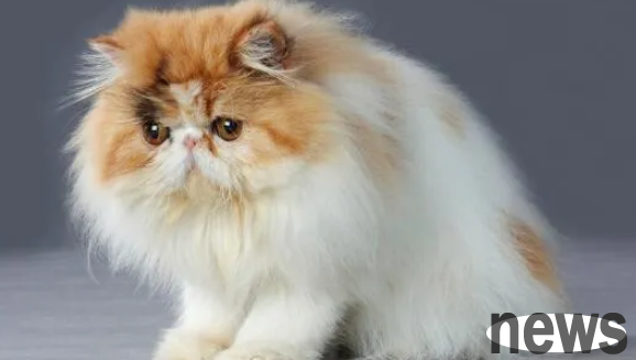 The top 10 cat IQ rankings, see which cats you have ranked