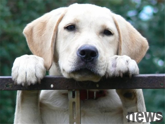 Can dogs see things that humans cannot see?