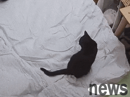 After raising a cat, the house suddenly became clean? After installing the surveillance camera, I found