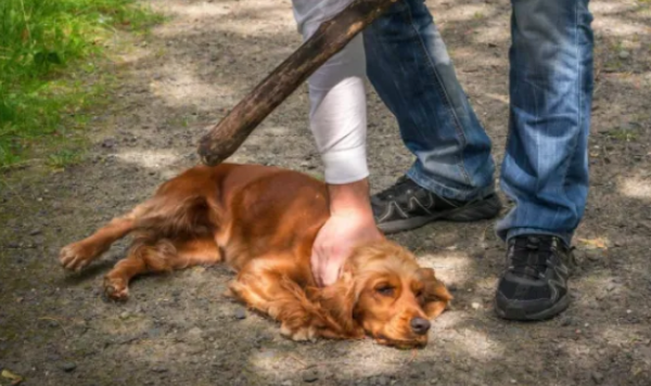 Why don’t dogs dare to resist when they are beaten? In fact, these 4 reasons cannot be separated!