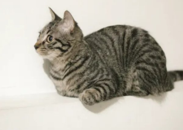 Will it be sad if a cat changes its owner?
