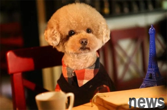 7 types of dogs with 