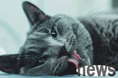 Cat sterilization strategy