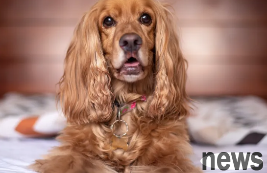 A complete list of dog breeds you should know: Small and medium-sized dogs