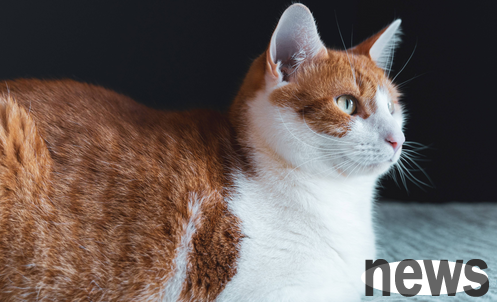 Diagnosis and treatment of fatty liver in cats and liver nutrition therapy