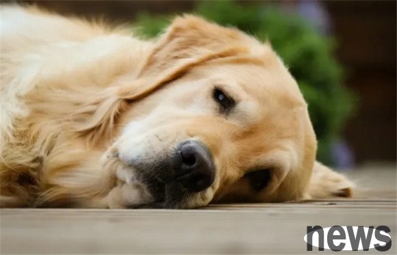 What are the causes of urinary stones in dogs?