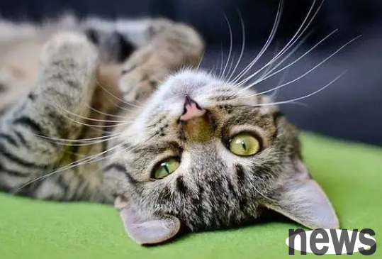 Is it more expensive to treat cats than to treat people?