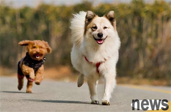 There are 4 taboos for dogs to drink water. For the sake of dog health, please avoid it.
