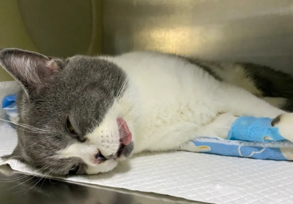 Will cats hate their owners after being sterilized? What is the reason?