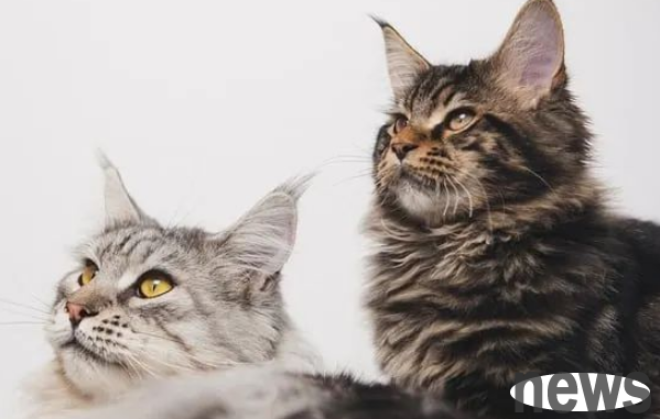 Dogs are loyal ministers, and cats are treacherous ministers? These cats are more loyal than dogs!