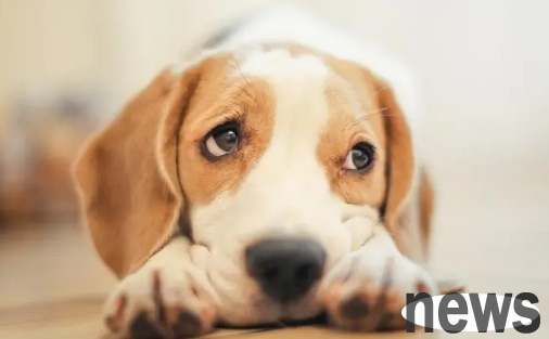 Various reasons why dogs tremble: From cold to excitement, a comprehensive analysis of dog s body language