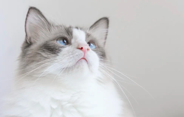 [Exploration] Can cats purring be hypnotized? Zundu fake?