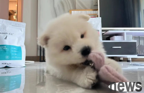 Dogs don’t have to be afraid of being picky about their food, 8 ways to do it!