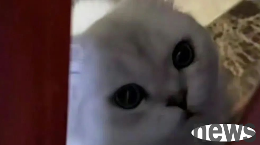 9 things cats want their owners to know most when spending 