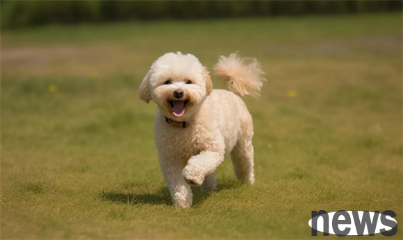 Recommended reading | Share experience in canine patella dislocation treatment