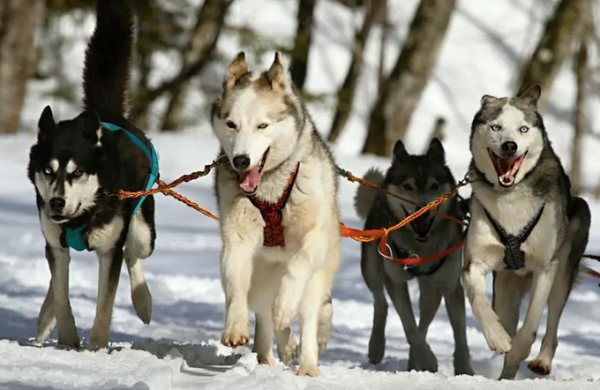 What zodiac sign is not suitable for raising dogs