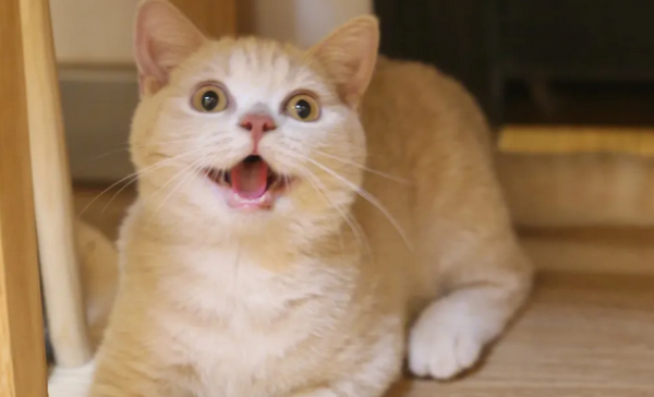 These 10 performances of cats prove that they have 