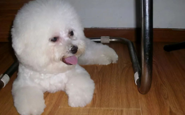 The dog s sleeping place reveals the owner s 