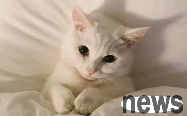 What should I do if a cat has a cat s belly and has no money for treatment?