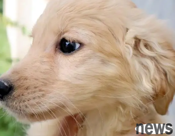 Do you have elderly and children at home? These six kinds of dogs are the best for you!