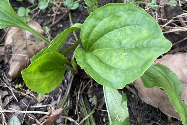 Zhu Huifang/The Battle of the Land and Foreign Countries of Plantain