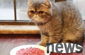 You said, what should you do if a cat has diarrhea and doesn’t eat?