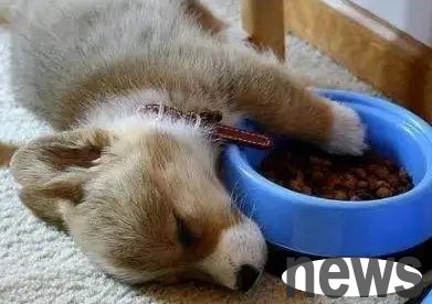 Do you know that meal training makes dogs healthier and happier?