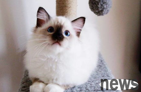 What should I do if a cat can t urinate? Still wailing?