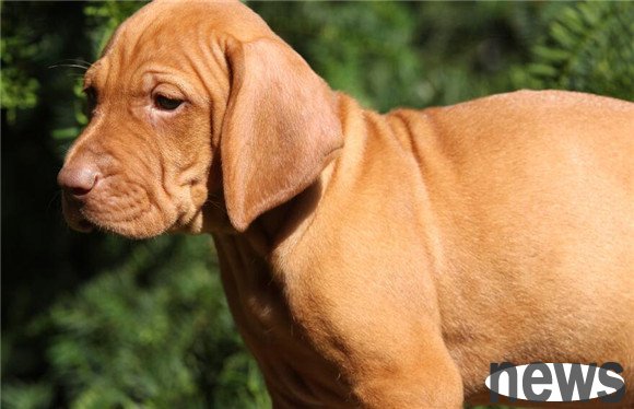 Are short-haired dogs afraid of the cold? It’s just that puppies need extra care