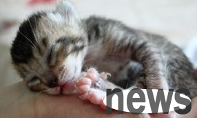 What should I do if a newborn kitten has diarrhea? Come and have a look