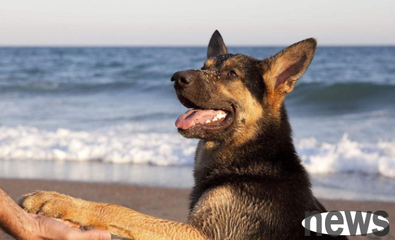What should I do if my dog ​​eats 1 to 2 pickles?