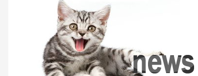 What should I do if a cat vomits and doesn’t eat?