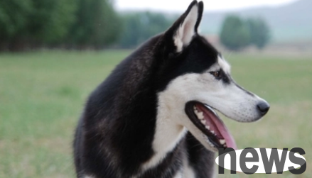 Can dogs eat purple potatoes? Come and have a look