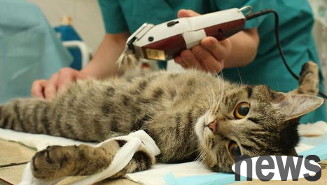 What to do if a sterilized cat urinates?