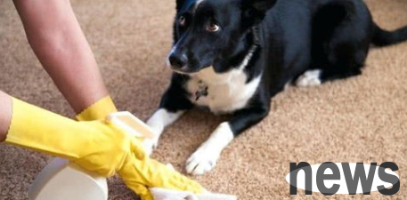 小狗到处乱拉屎拉尿怎么办？ What should I do if the puppy poops are scabbing and peeing everywhere?