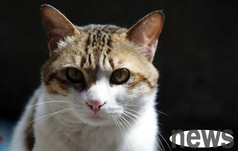 What to do if the cat s voice is hoarse? Is it normal for cats to have hoarse voices?