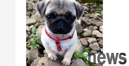 What to do if the dog s anus is red, swollen and tilted? Is the dog s anus swollen?