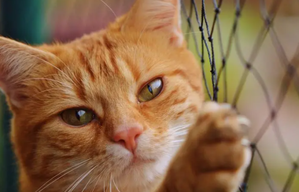 What to do if the cat is furious? What to do if you have a furious hair?