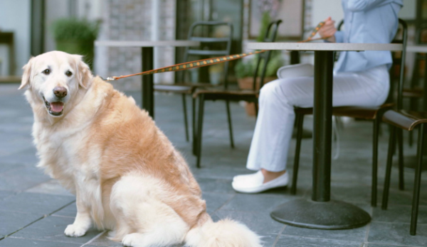 What should I do if my dog ​​is allergic to the face is swollen? Dog skin allergies?
