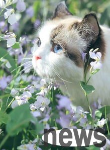 A few details that cannot be ignored for beauty treatment for pet cats