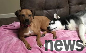 What should I do if my neighbor s dog always barks? Why not take a look