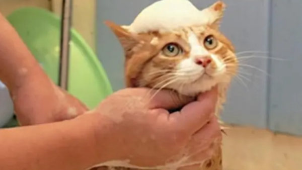 Use white vinegar to wash out the cat s shiny hair!