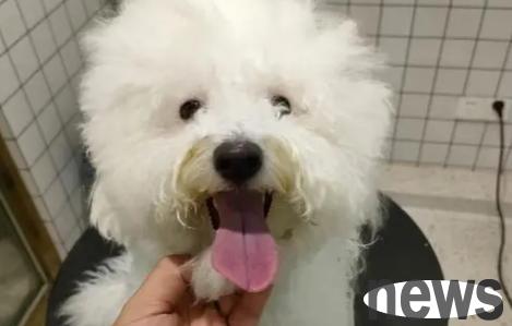 How to improve pet grooming skills?